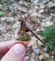 Neurocordulia yamaskanensis