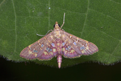 Ischnurges gratiosalis