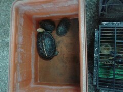 Cuora flavomarginata