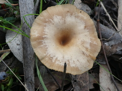 Singerocybe