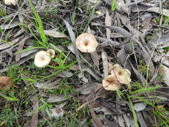 Singerocybe