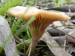 Singerocybe