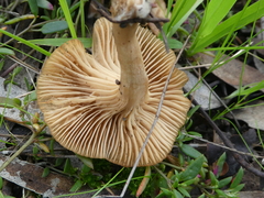 Singerocybe