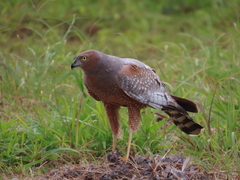 Spotted Harrier photo 4
