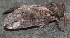 Heterocampa obliqua
