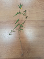 Melampyrum sylvaticum