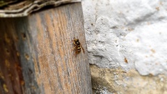 Dolichovespula media
