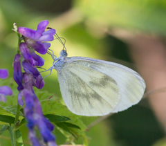 Dismorphiinae