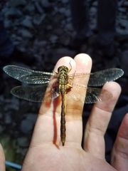 Neurocordulia yamaskanensis