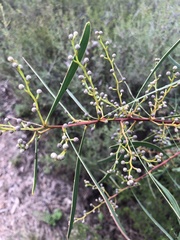 Acacia gladiiformis