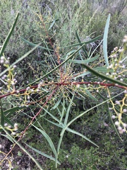 Acacia gladiiformis