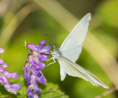 Dismorphiinae