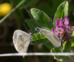 Dismorphiinae