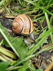 Cepaea nemoralis