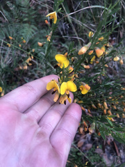 Bossiaea heterophylla