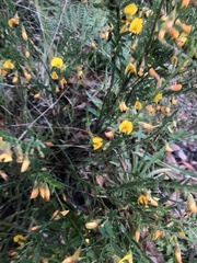 Bossiaea heterophylla