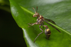Ropalidia stigma