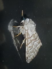 Panthea virginarius