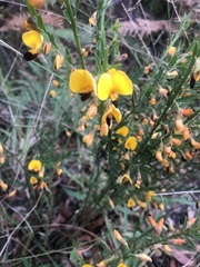 Bossiaea heterophylla