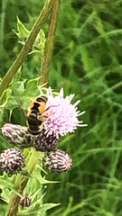 Eristalis arbustorum