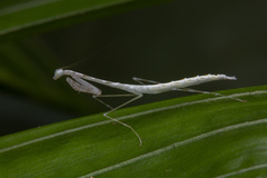 Leptomantella