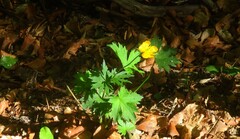 Ranunculus gouanii
