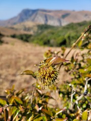 Cephalanthus natalensis