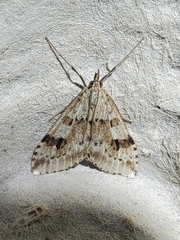Udea washingtonalis