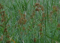 Juncus maritimus