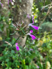 Dicliptera clinopodia