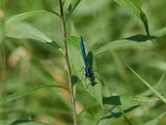 Calopteryx splendens