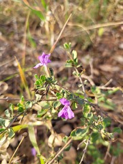 Dyschoriste rogersii