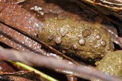 Ascobolus crenulatus