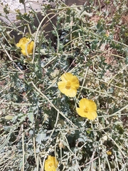Glaucium flavum