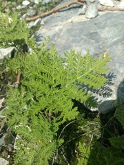 Cheilanthes leucopoda