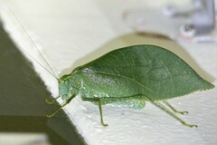 Baryprostha foliacea