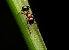 Pristomyrmex inermis