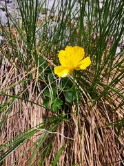 Ranunculus montanus