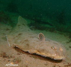 Solea senegalensis