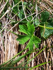Ranunculus montanus