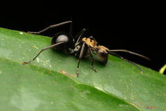 Polyrhachis sericata