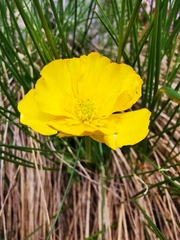 Ranunculus montanus