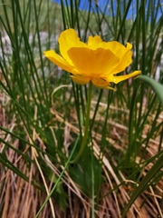 Ranunculus montanus