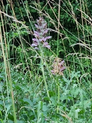 Acanthus spinosus