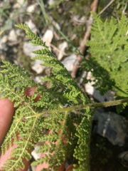 Cheilanthes leucopoda