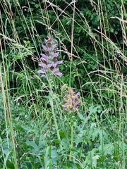 Acanthus spinosus