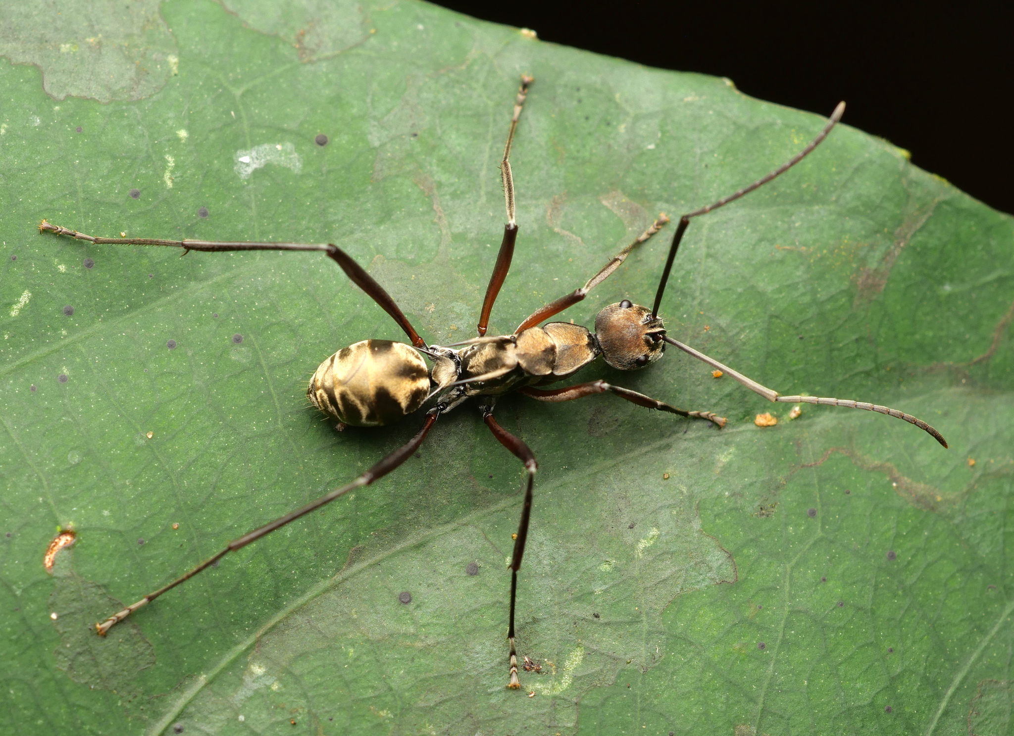Polyrhachis metella
