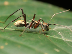 Polyrhachis metella