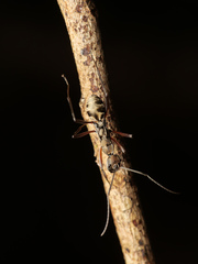 Polyrhachis metella