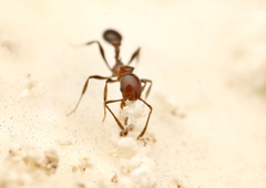 Cardiocondyla paradoxa